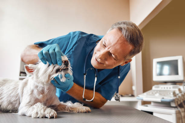Best Emergency Wisdom Teeth Removal in Homeland Park, SC
